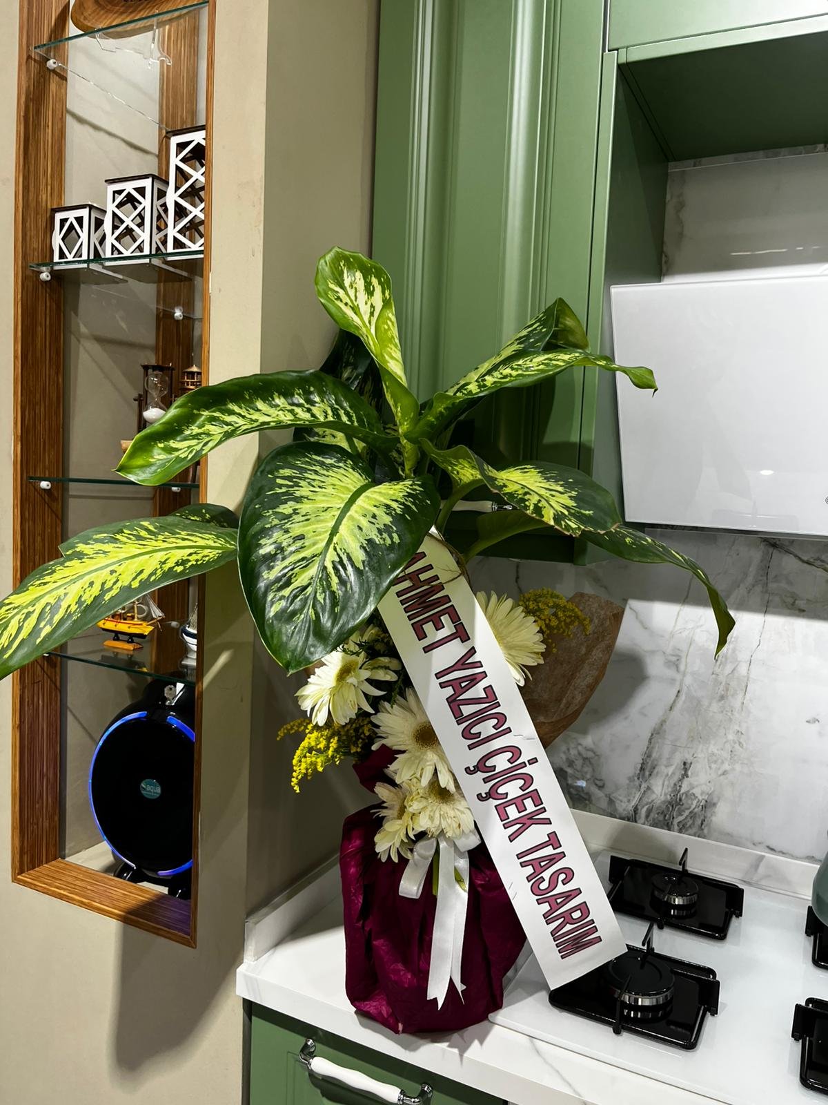 Tropical Difenbahya Saksı