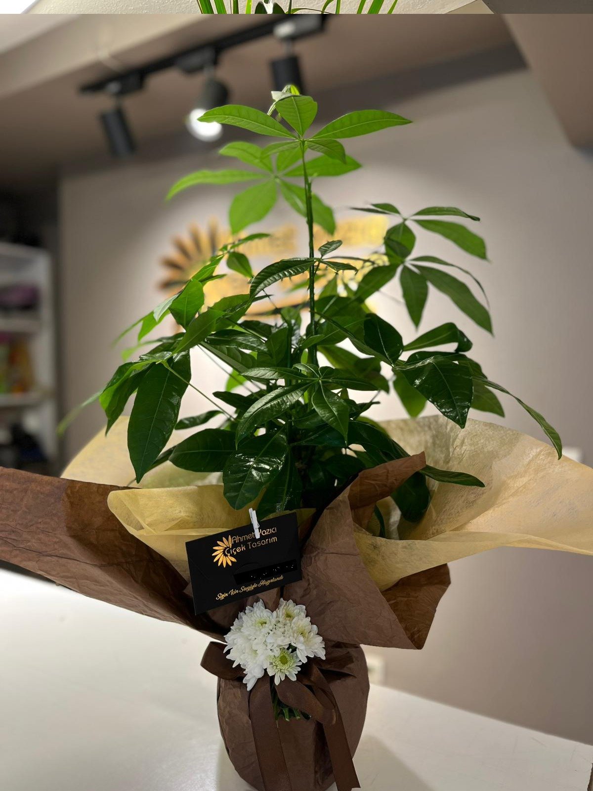 Para Ağacı Saksı Çiçeği