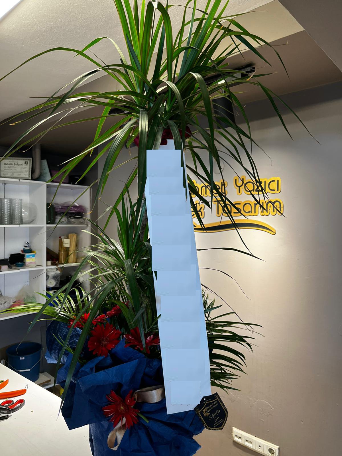 marginata saksı çiçeği